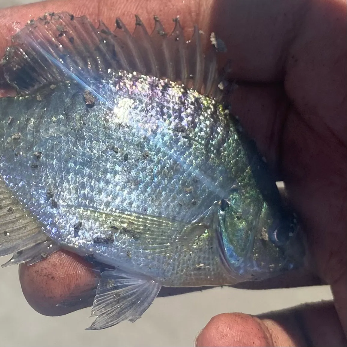 Bluegill caught on Fishbrain