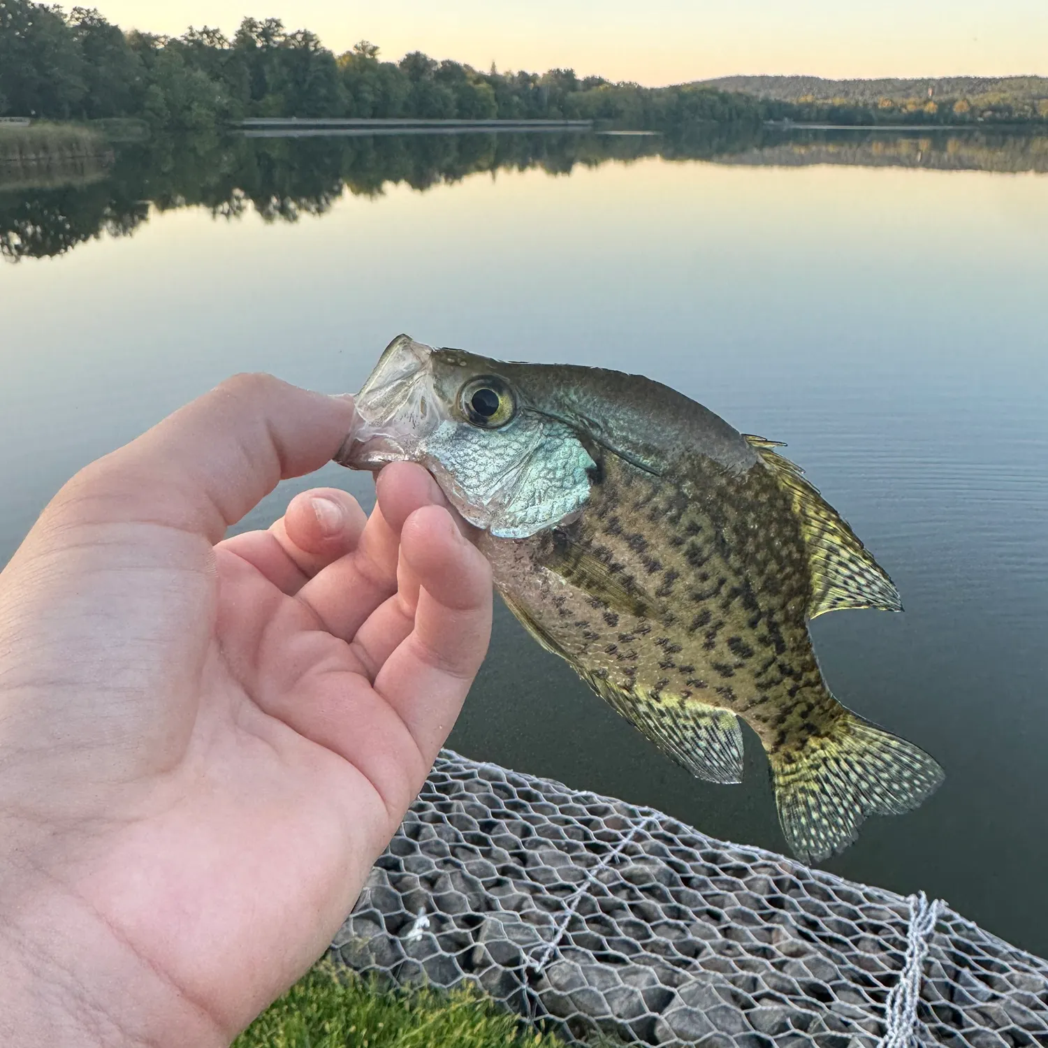 Black crappie caught on Fishbrain