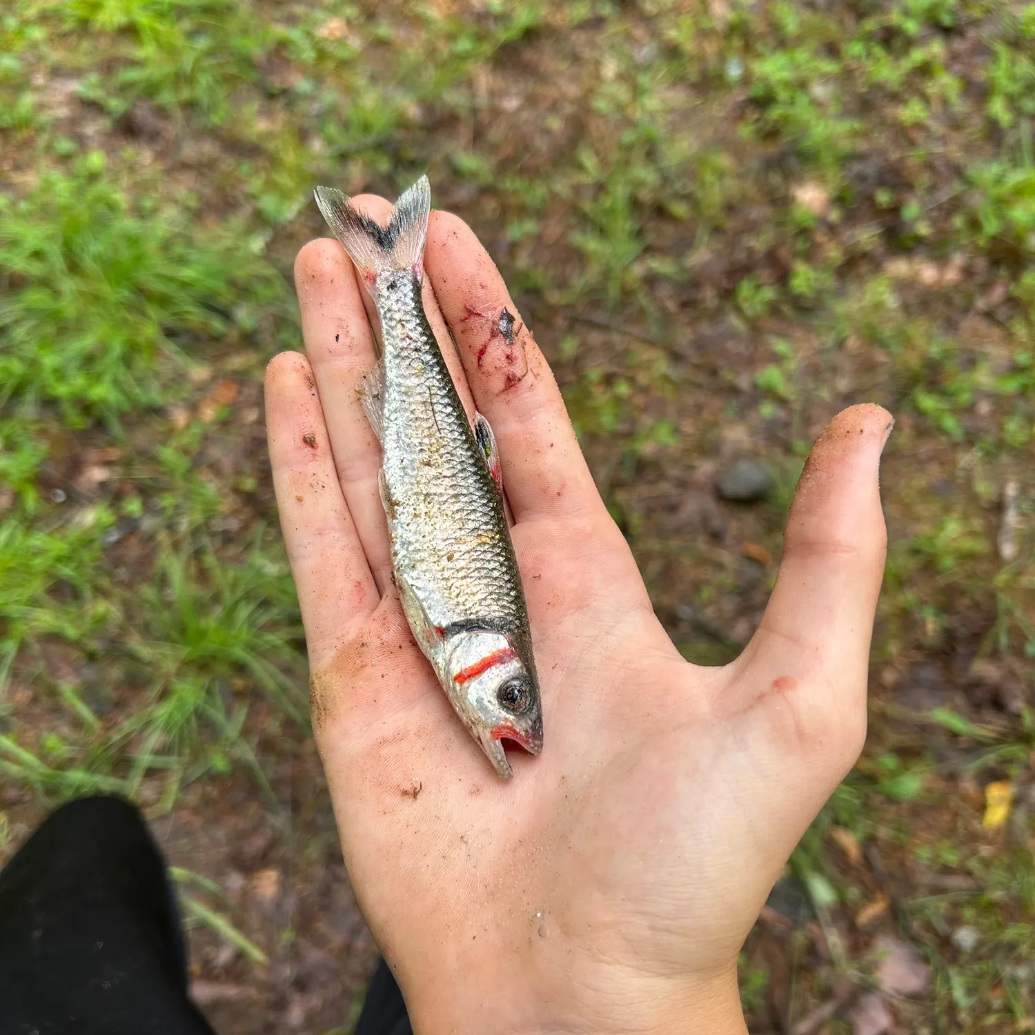 The most recent Warpaint shiner catches on Fishbrain