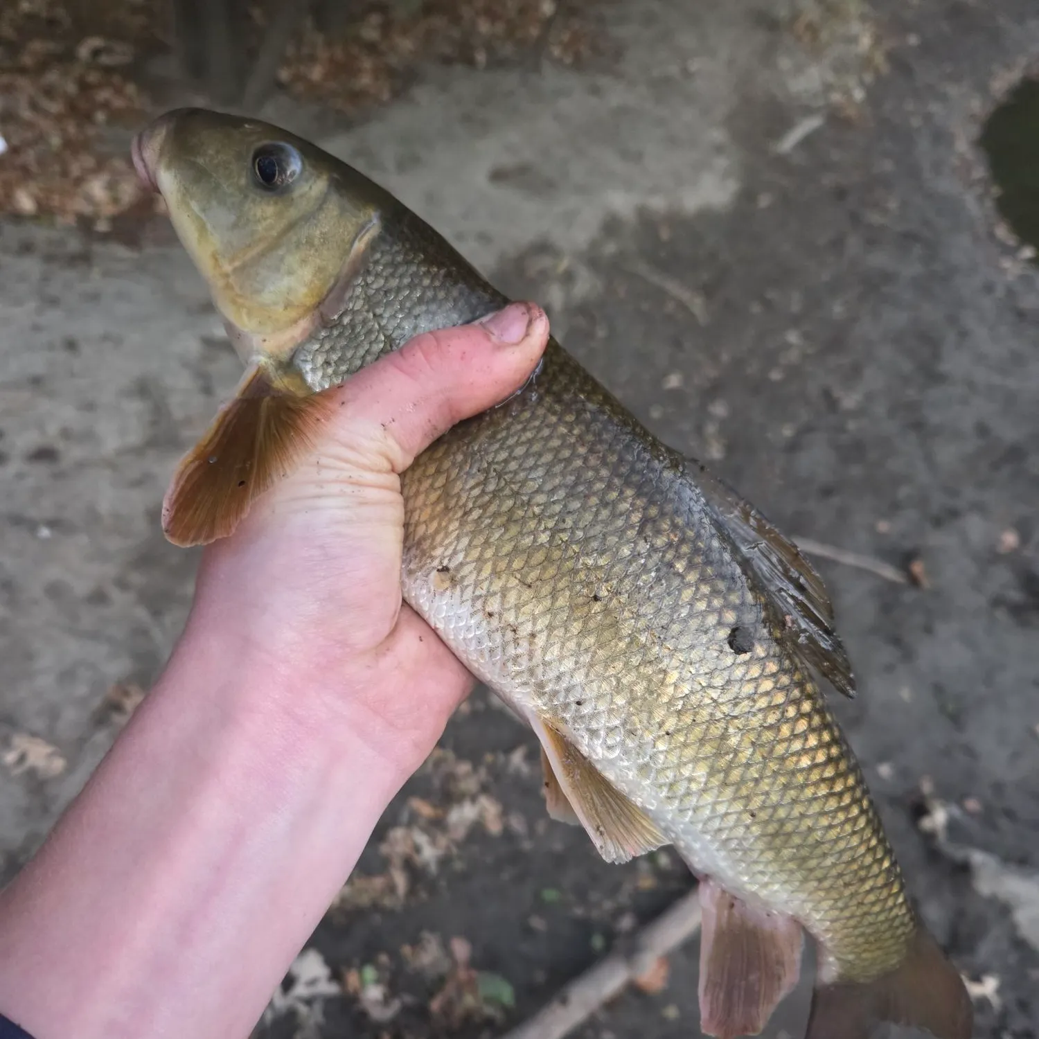 White sucker caught on Fishbrain