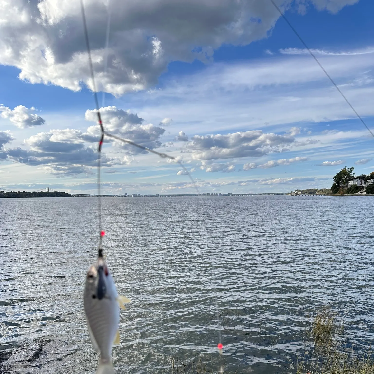 The most recent Spot croaker catches on Fishbrain