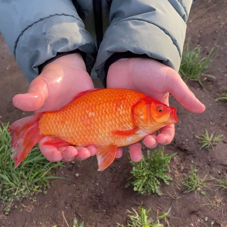 Fish caught on Fishbrain