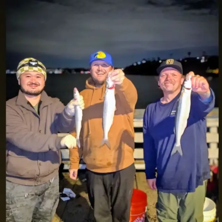 The most recent Jack silverside catches on Fishbrain