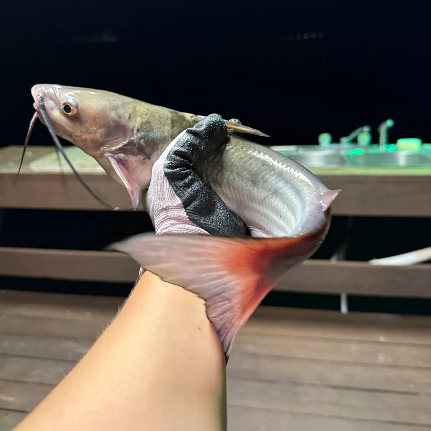 Channel catfish caught on Fishbrain