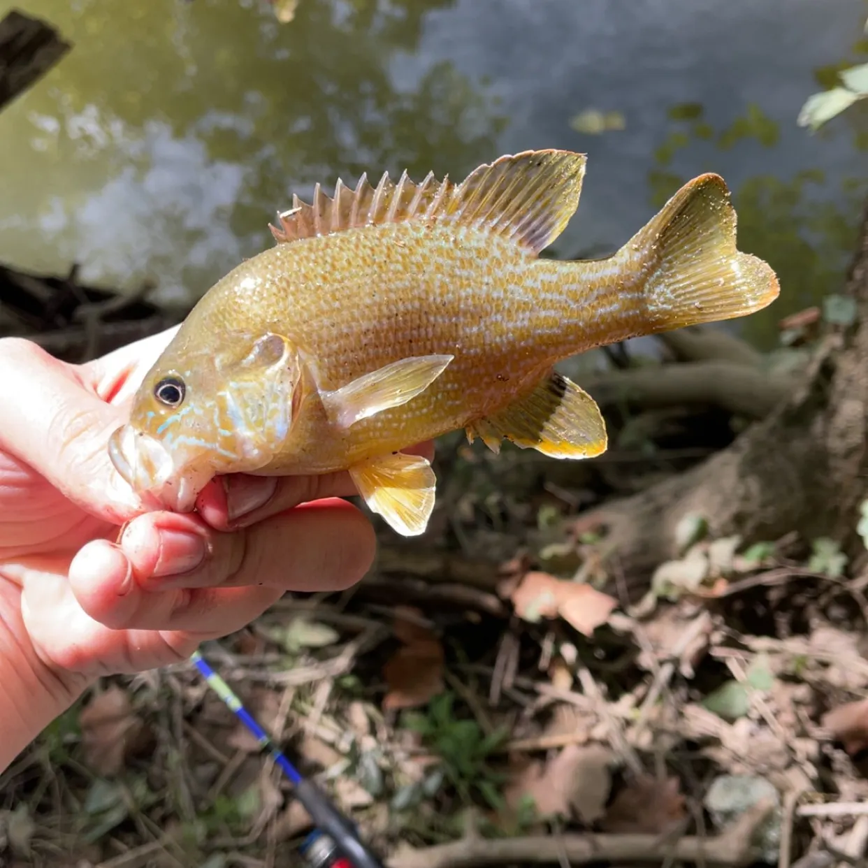 Green sunfish caught on Fishbrain
