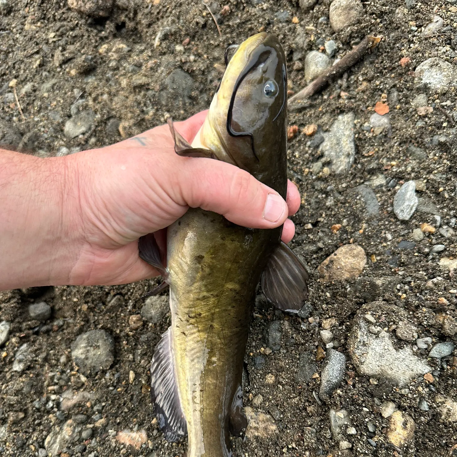 Black bullhead caught on Fishbrain