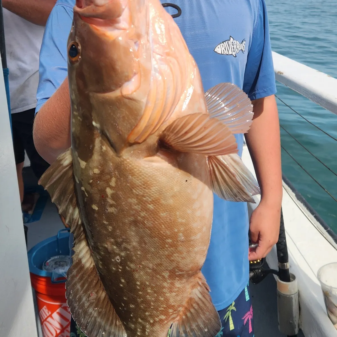 The most recent Red grouper catches on Fishbrain