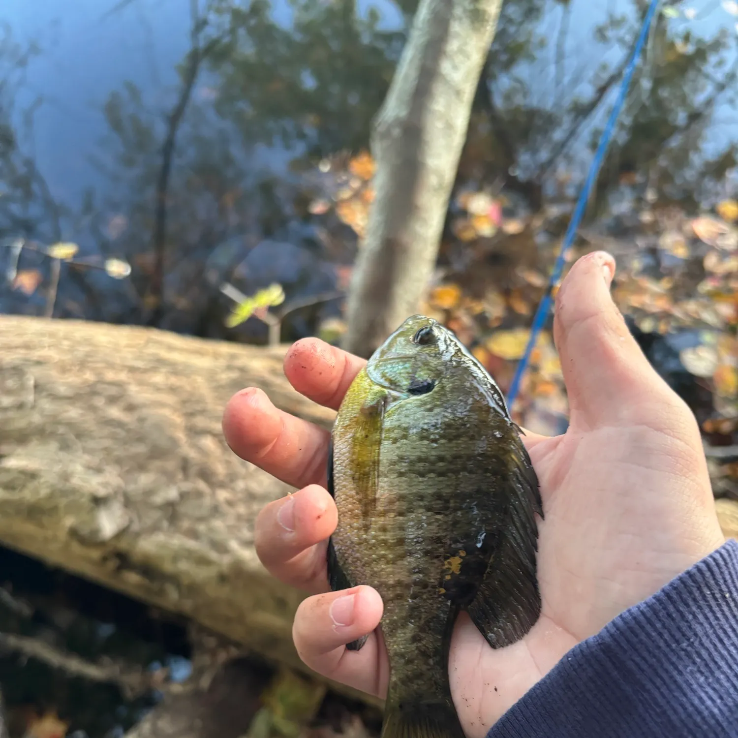 Bluegill caught on Fishbrain