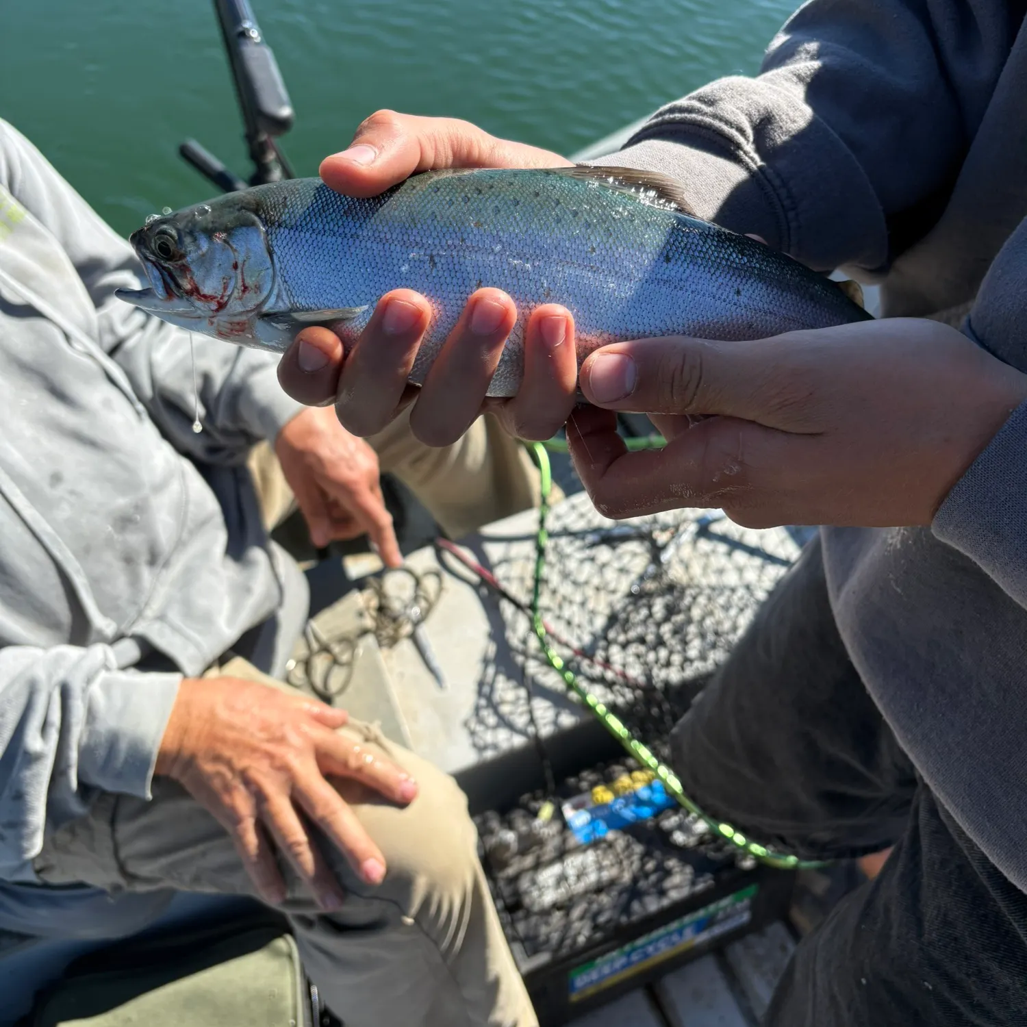 Rainbow trout caught on Fishbrain