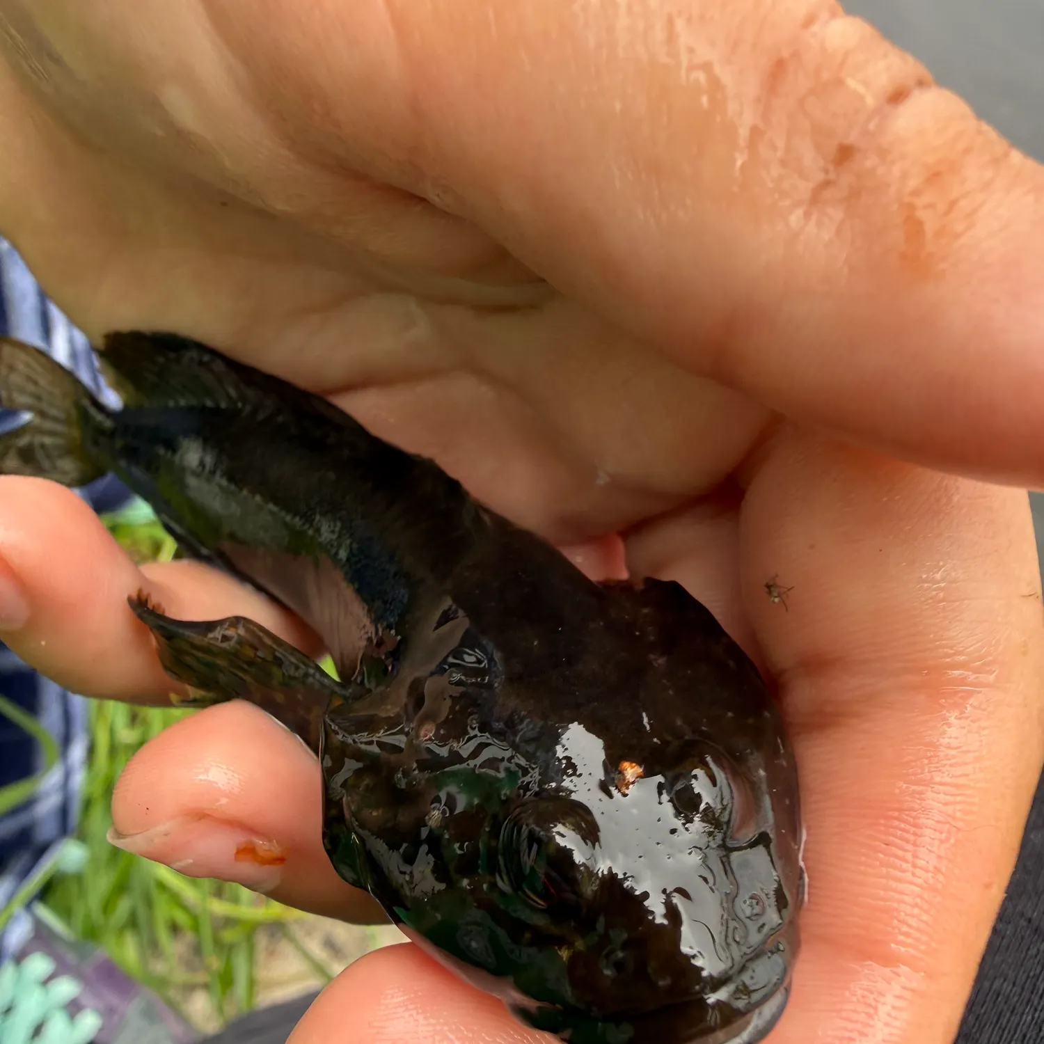 The most recent Mottled sculpin catches on Fishbrain