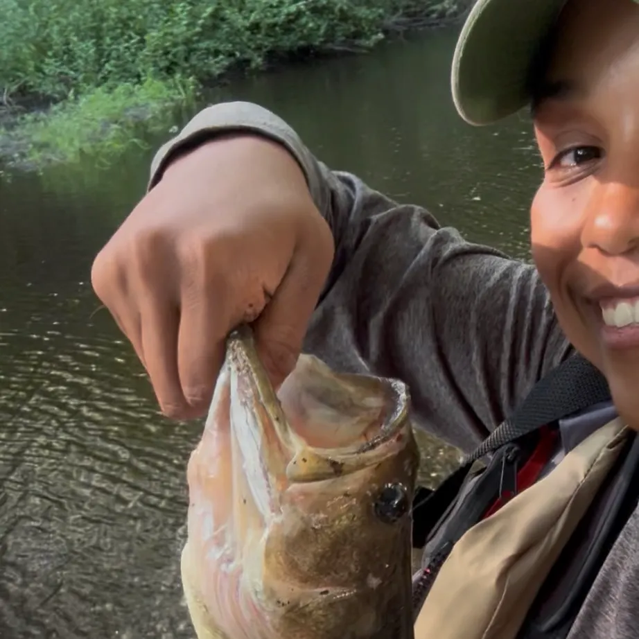 Largemouth bass caught on Fishbrain