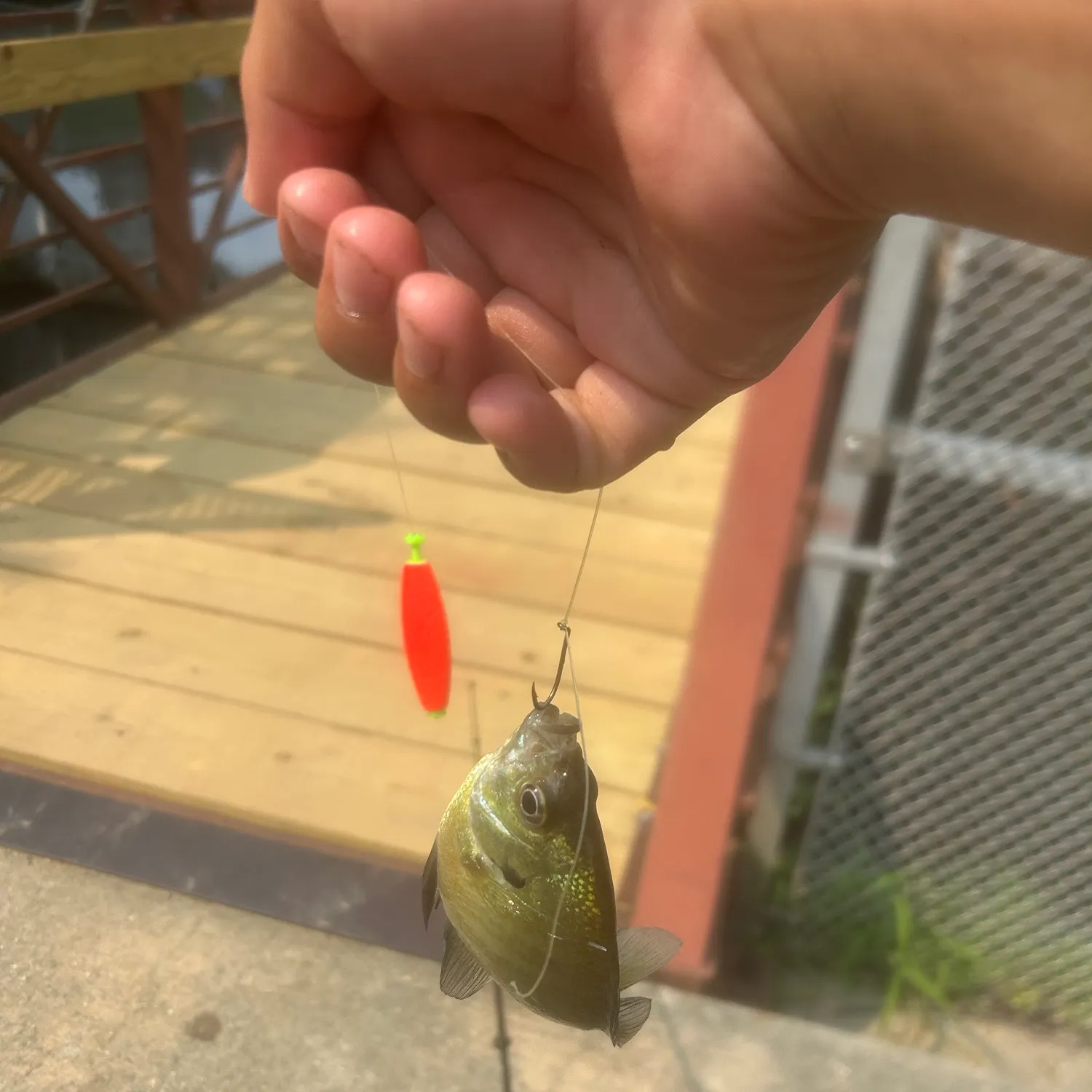 Bluegill caught on Fishbrain