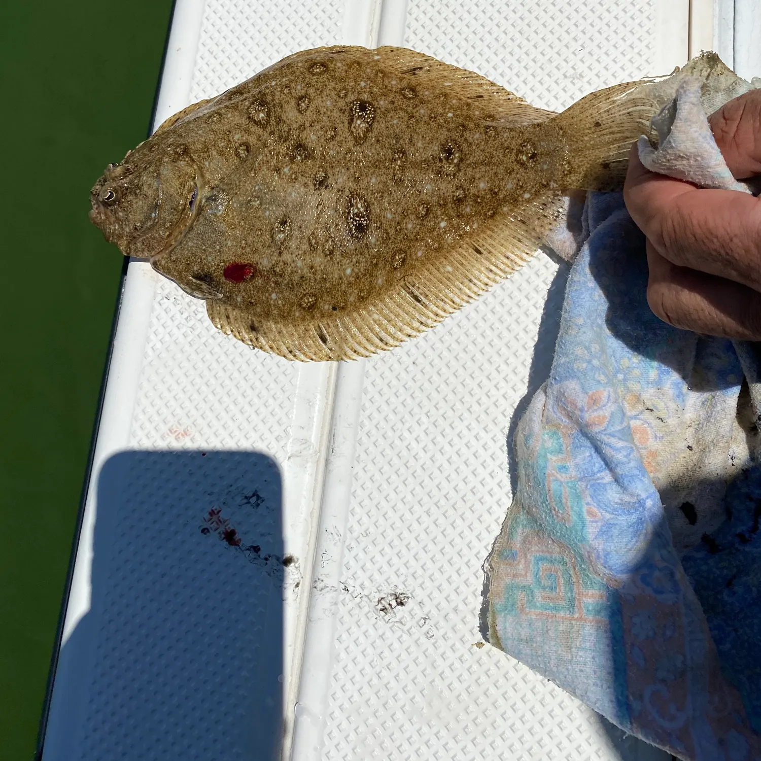 The most popular recent Black flounder catch on Fishbrain