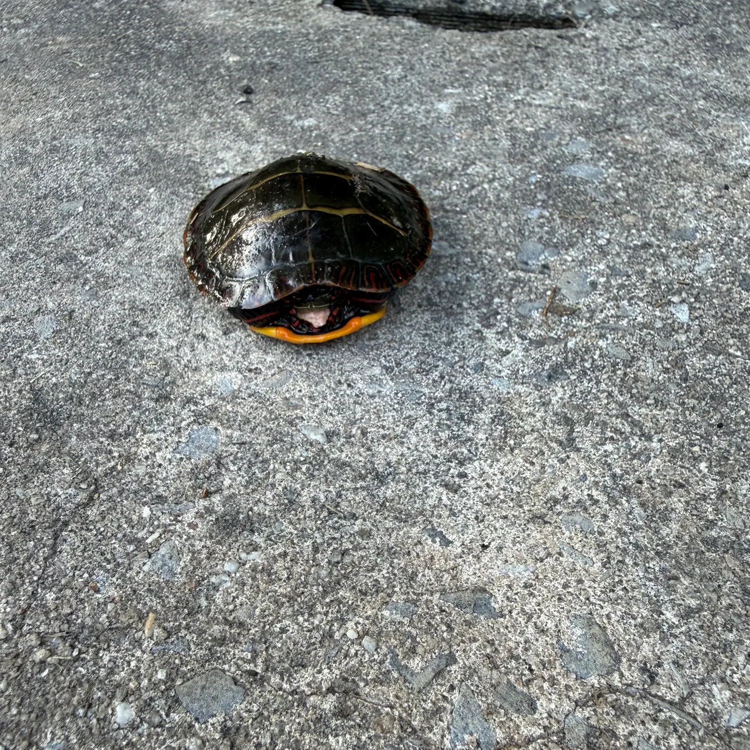Common snapping turtle caught on Fishbrain