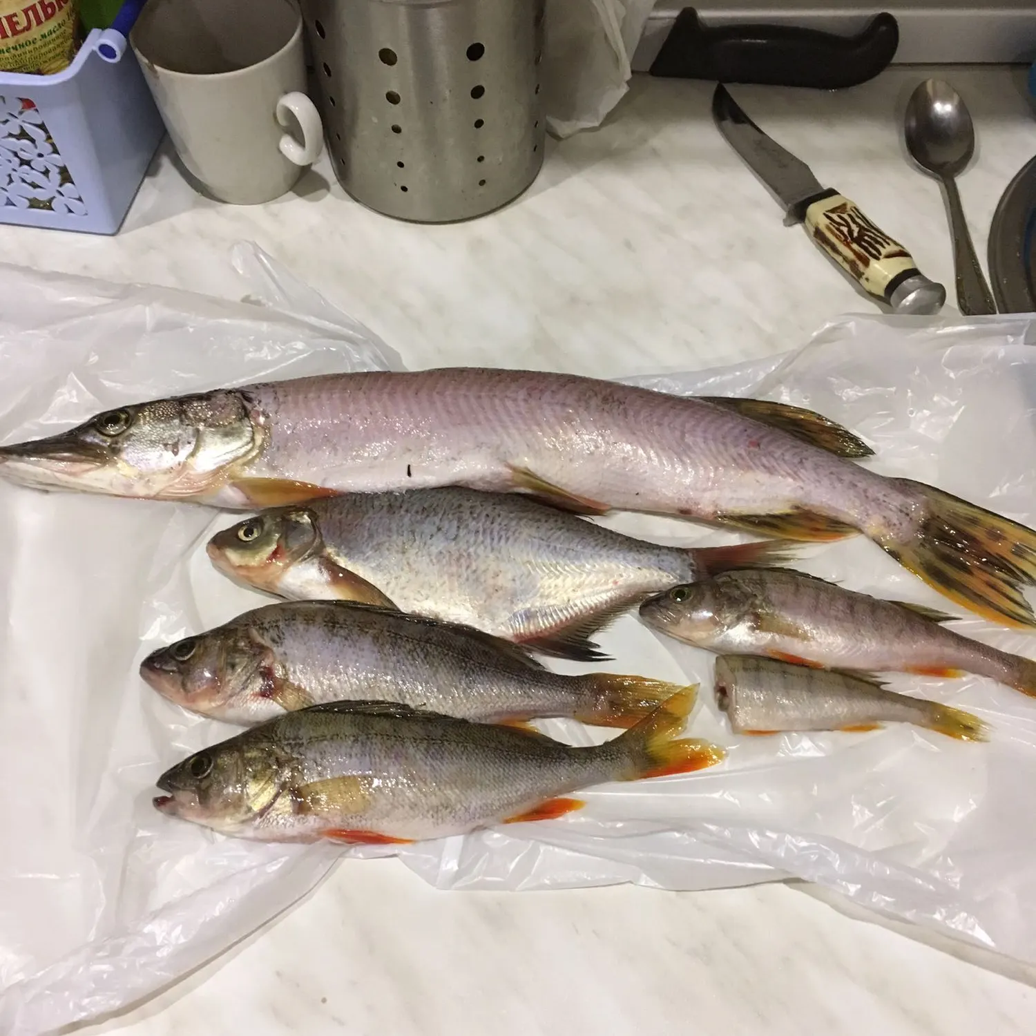 recently logged catches
