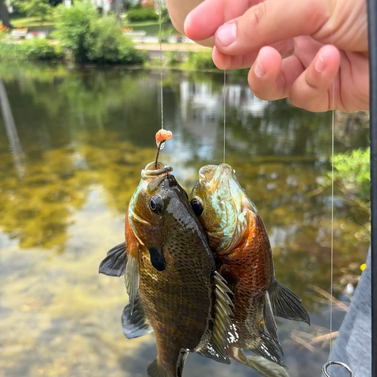 recently logged catches