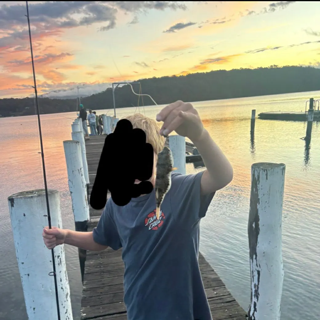 Smooth toadfish caught on Fishbrain