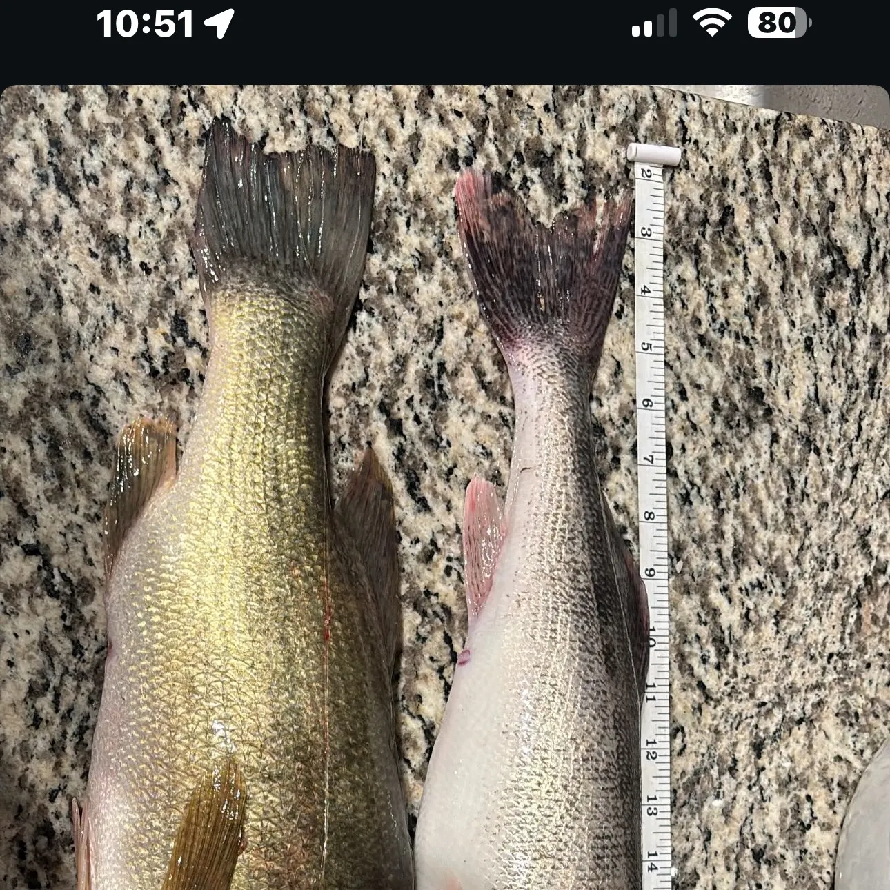 The most recent Walleye catches on Fishbrain