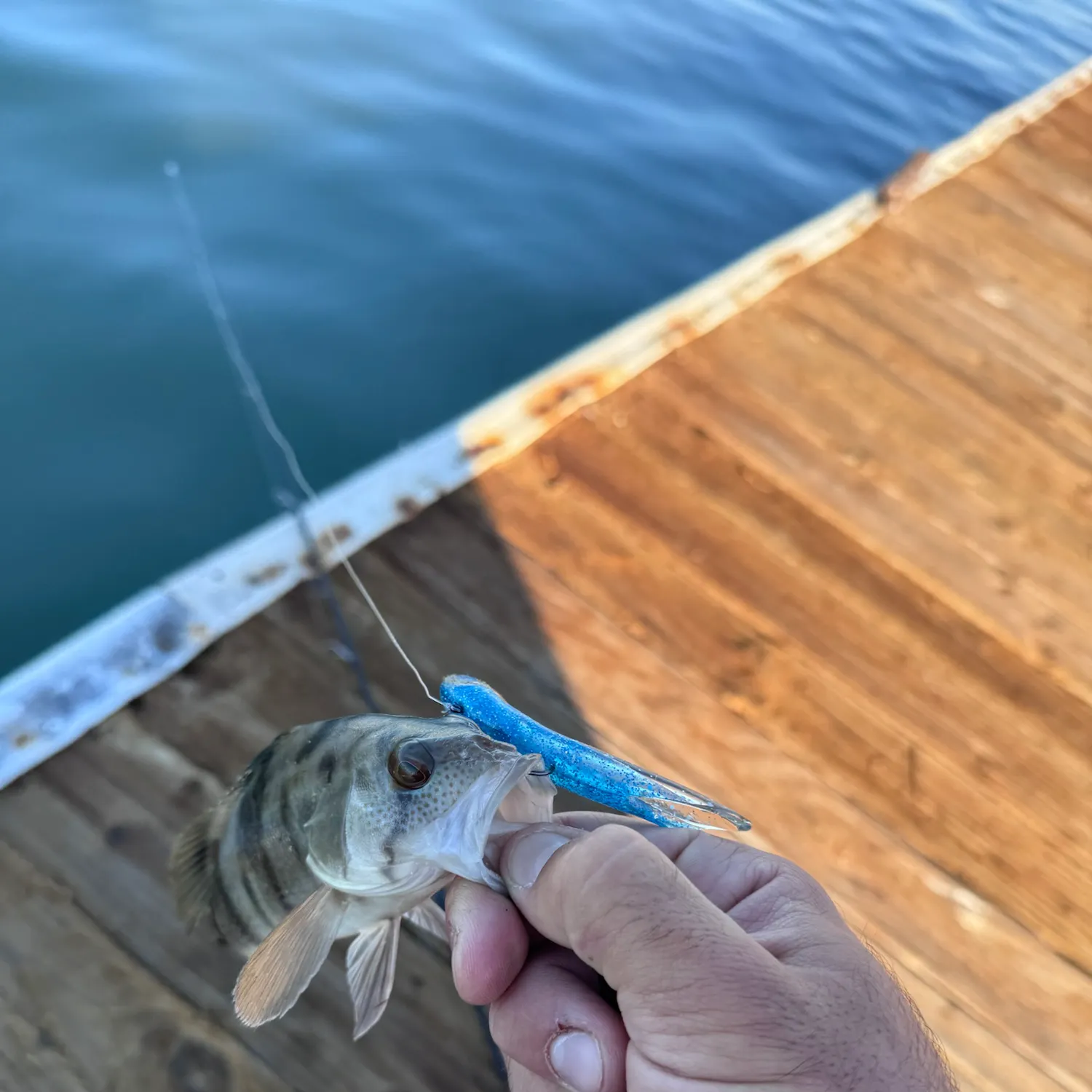 Fish caught on Fishbrain