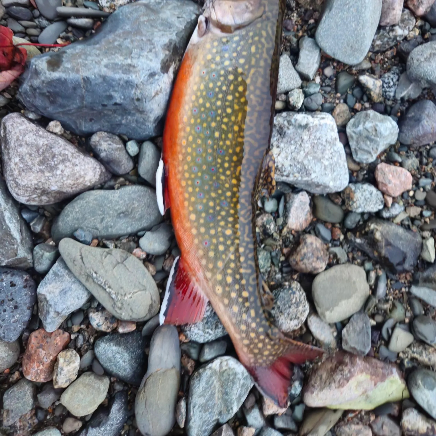 Brook trout caught on Fishbrain