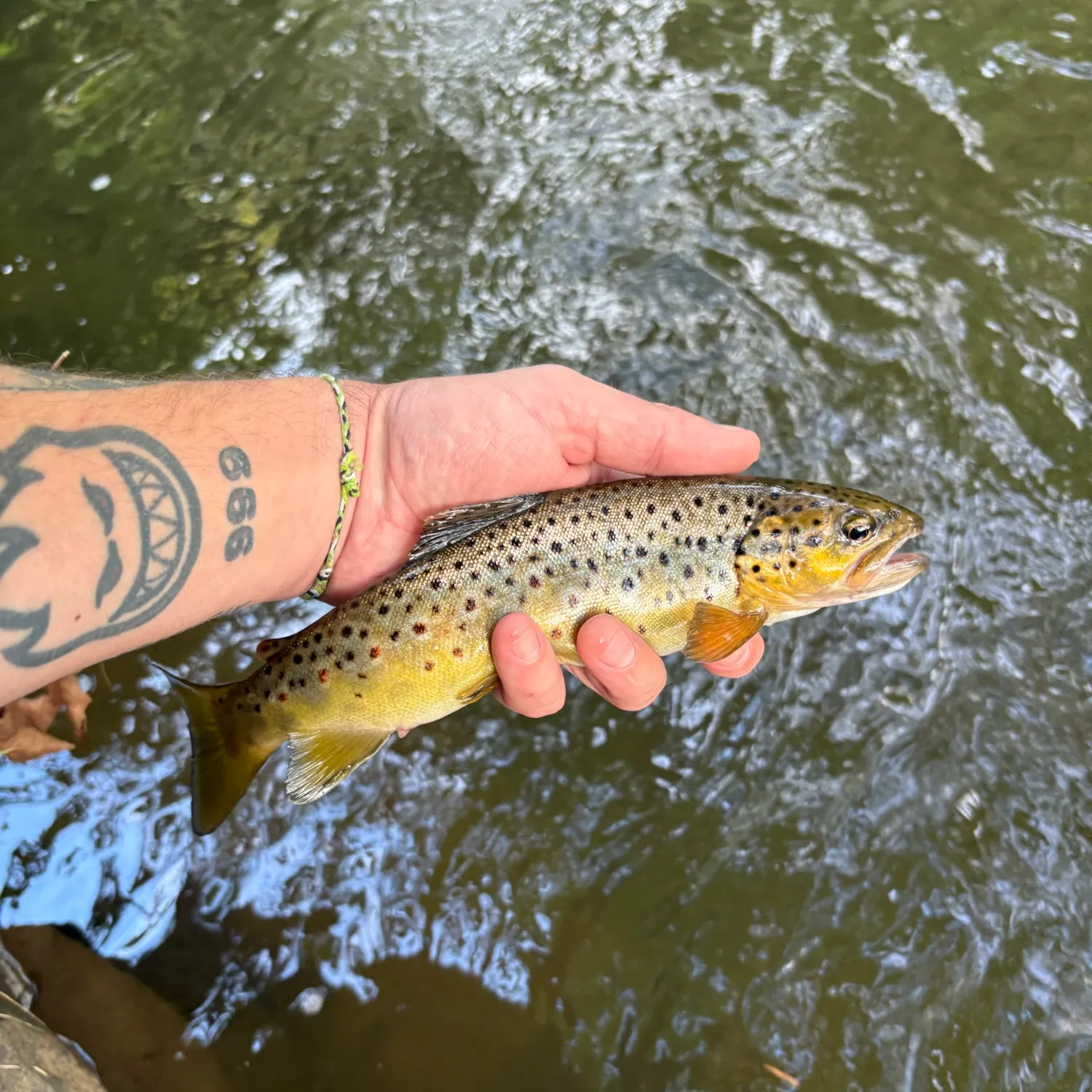 Brown trout caught on Fishbrain
