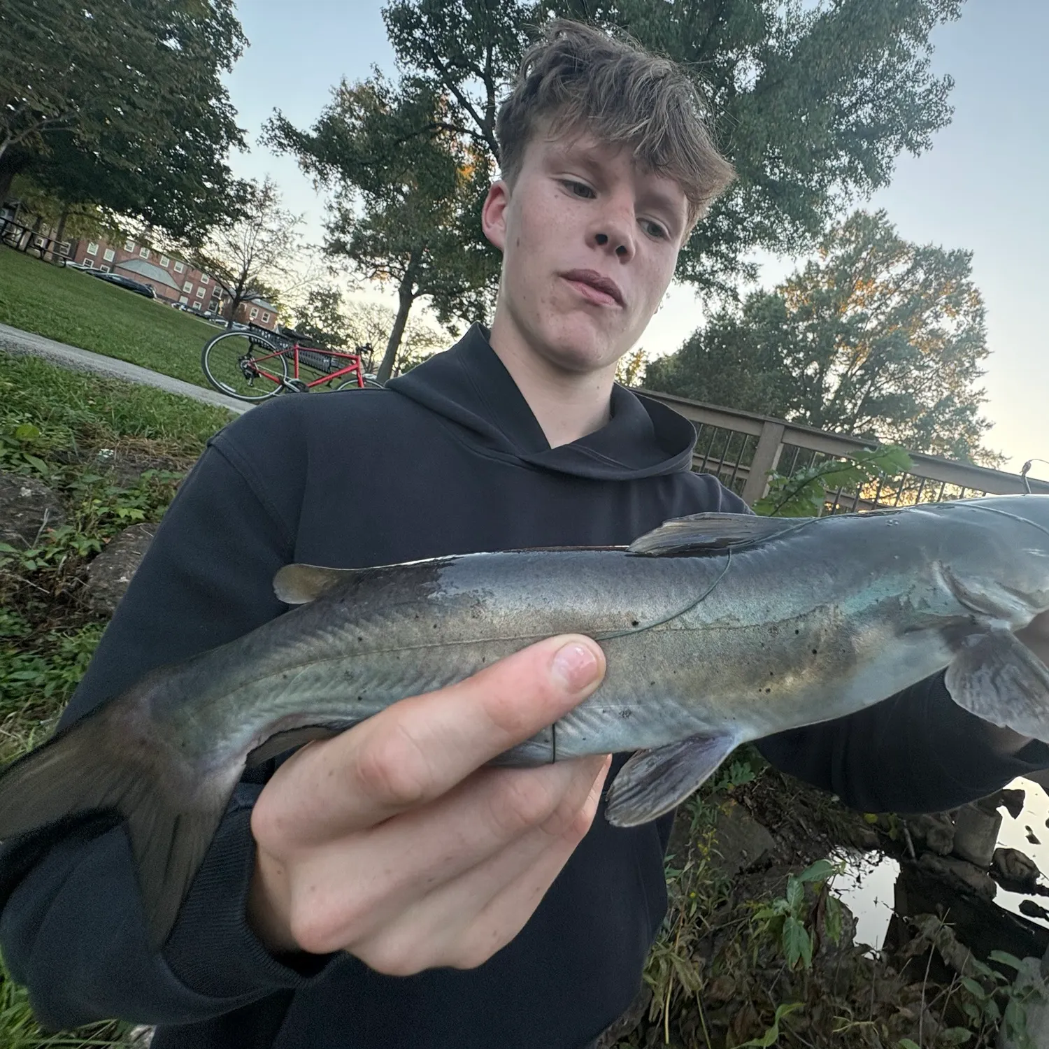 Channel catfish caught on Fishbrain