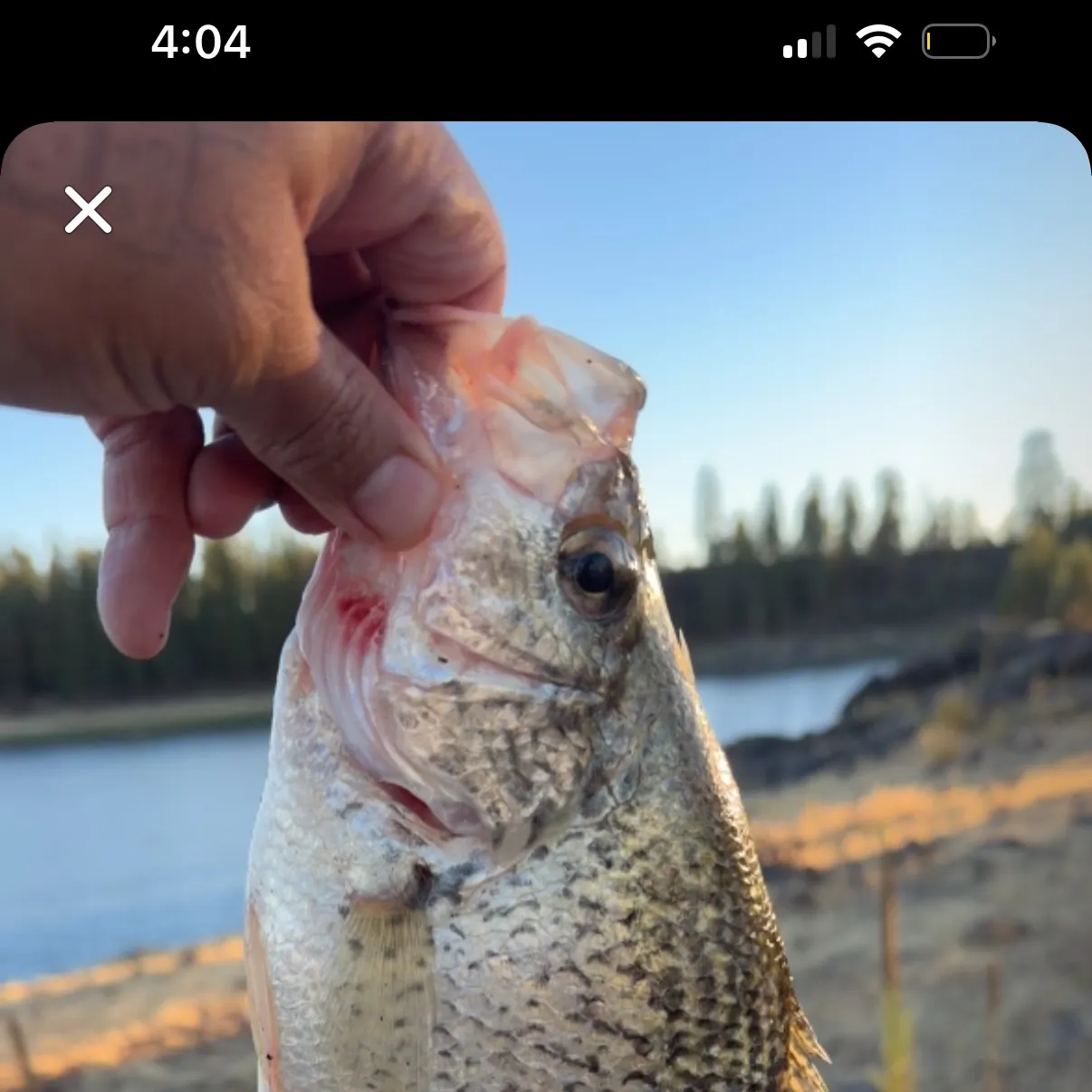 Black crappie caught on Fishbrain