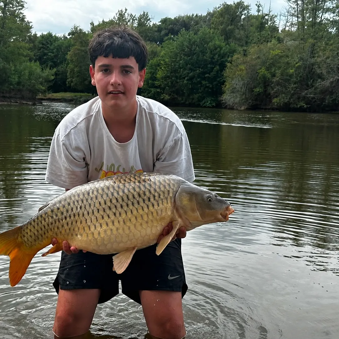 Common carp caught on Fishbrain