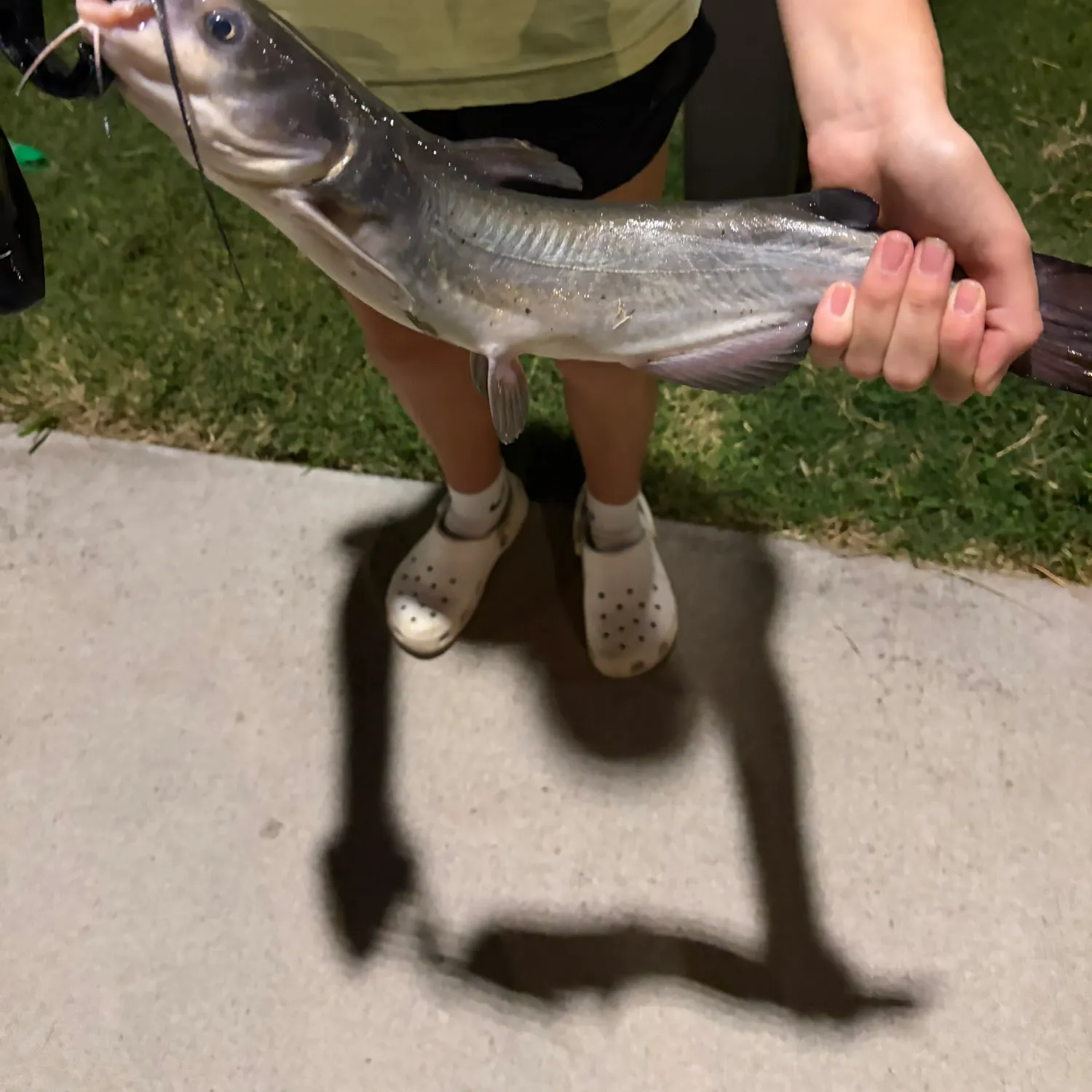Channel catfish caught on Fishbrain
