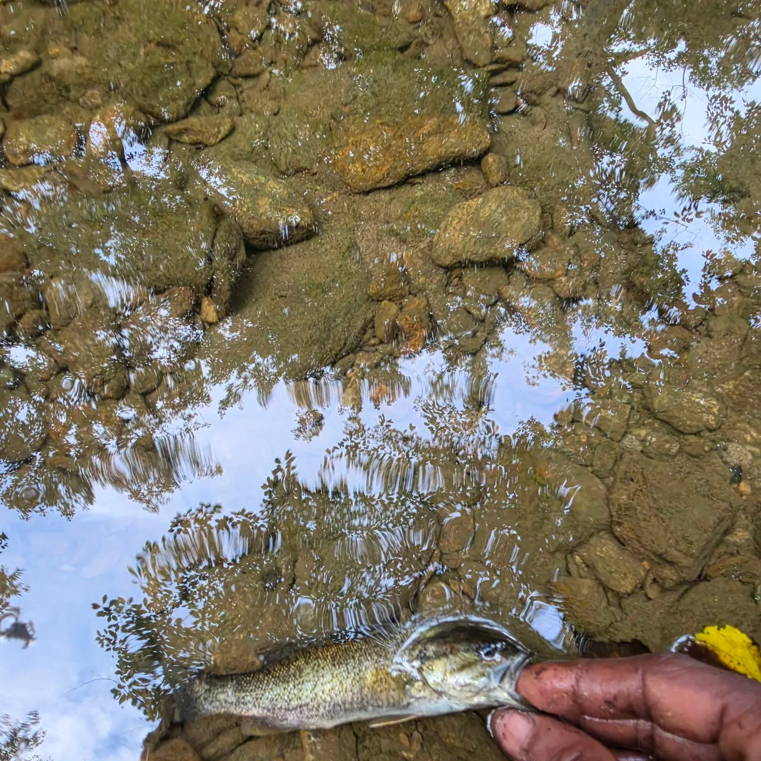Smallmouth bass caught on Fishbrain