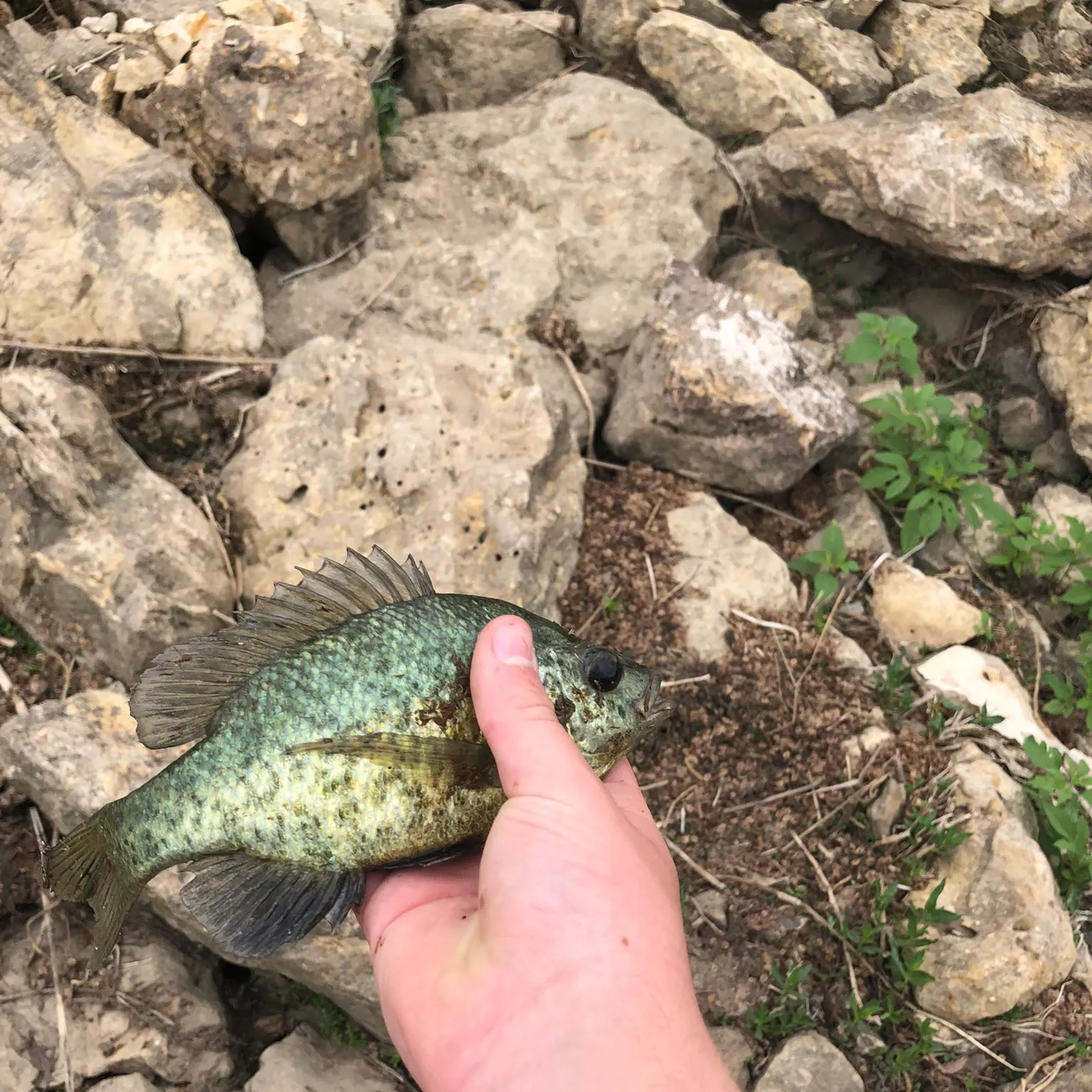 The most recent Redear sunfish catches on Fishbrain