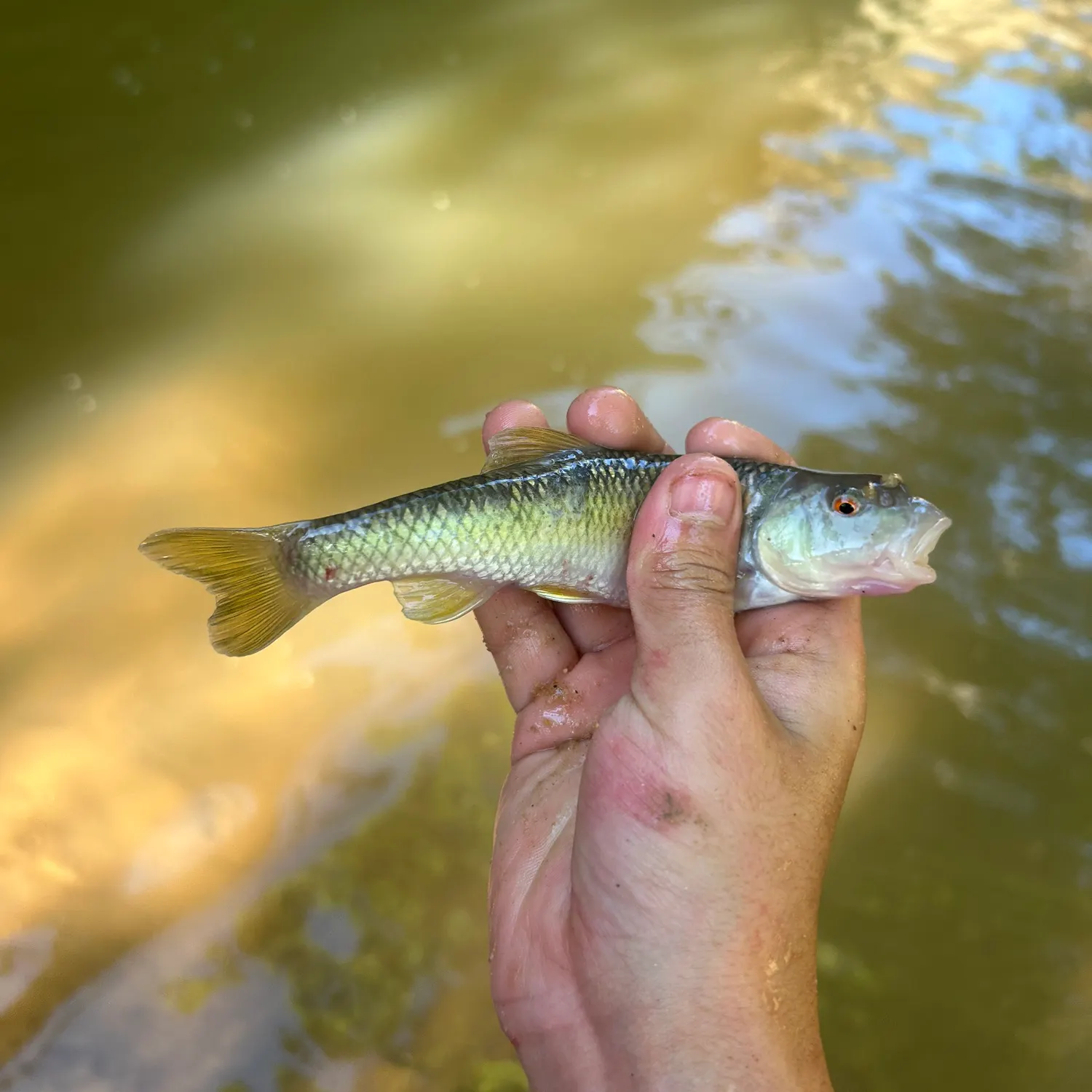 The most recent Bluehead chub catches on Fishbrain