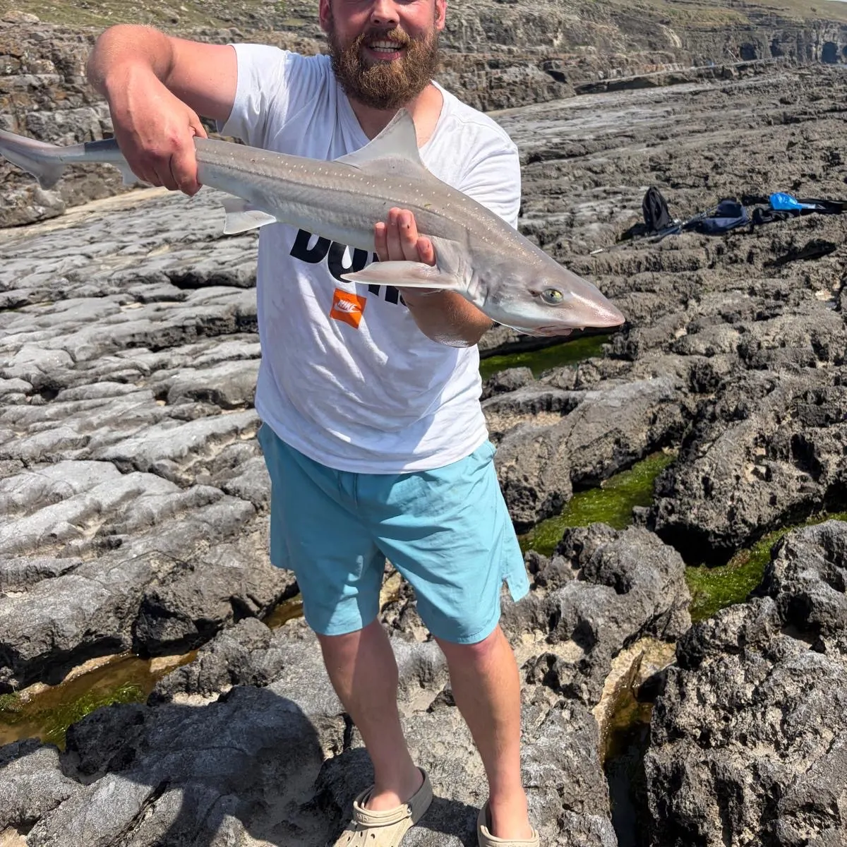 The most recent Starry smooth-hound catches on Fishbrain
