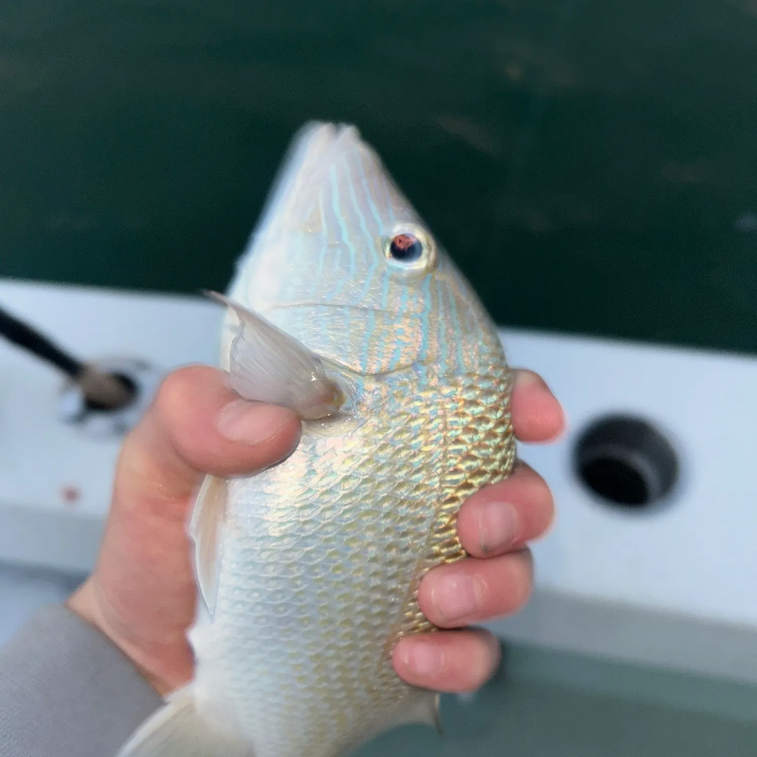 The most recent White grunt catches on Fishbrain