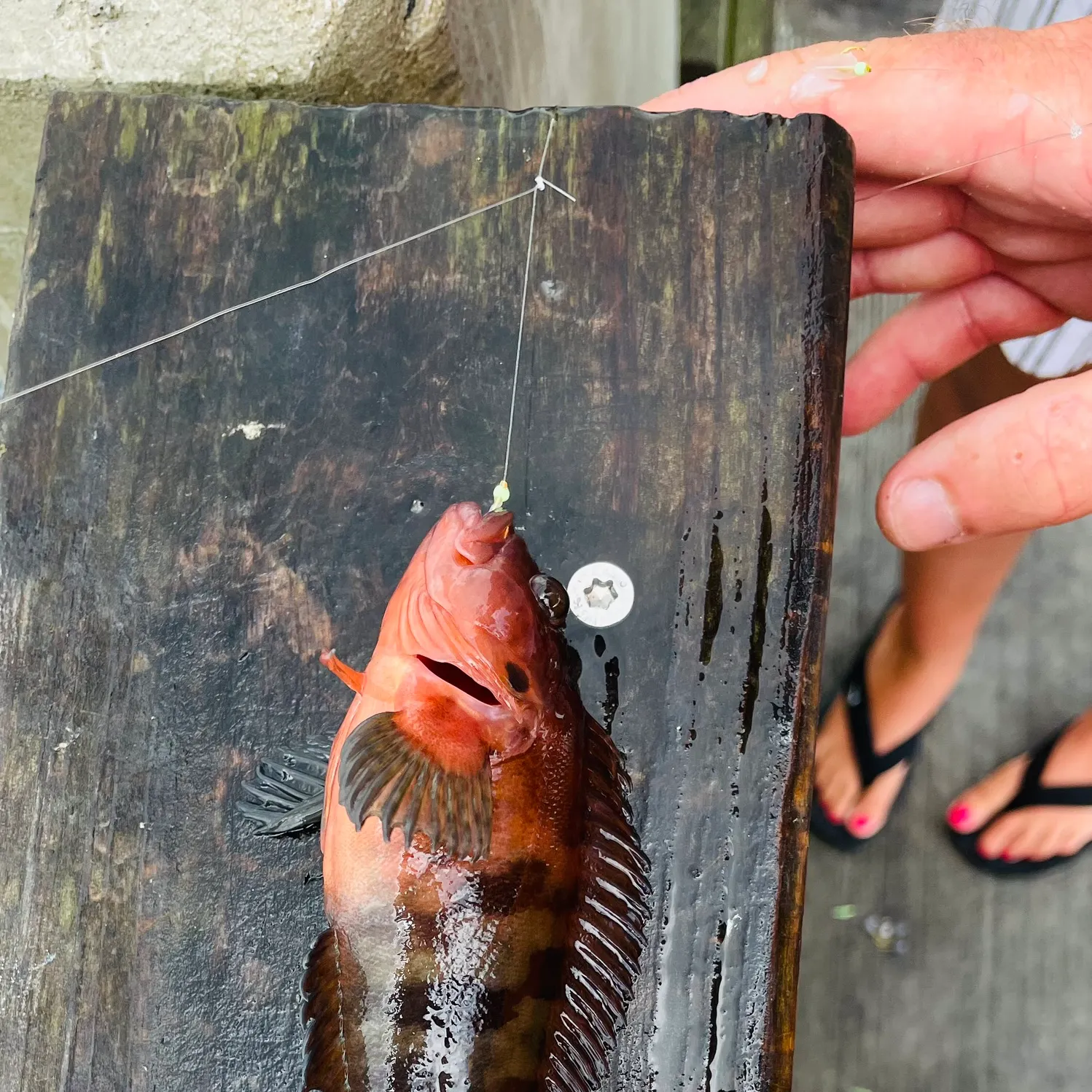 The most recent Strawberry hind catches on Fishbrain