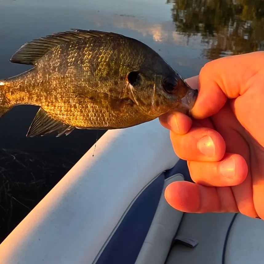 Redear sunfish caught on Fishbrain