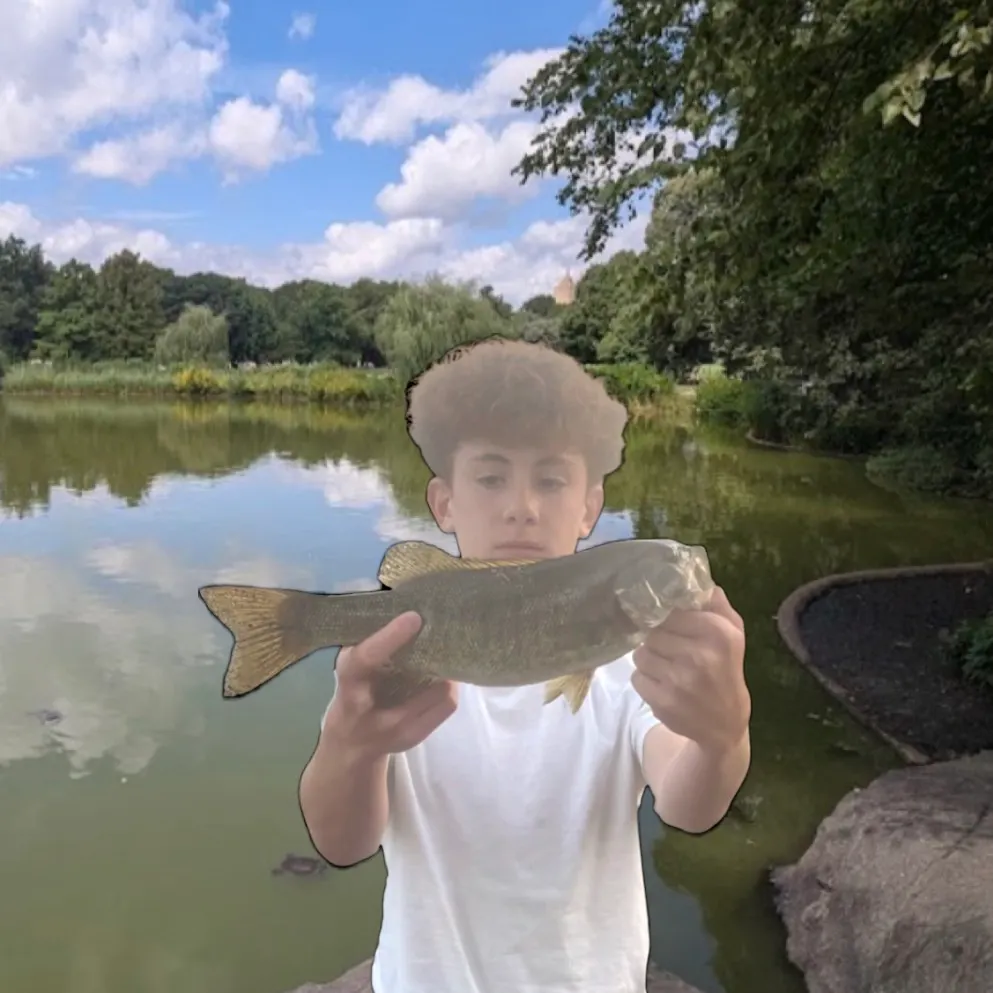 Smallmouth bass caught on Fishbrain