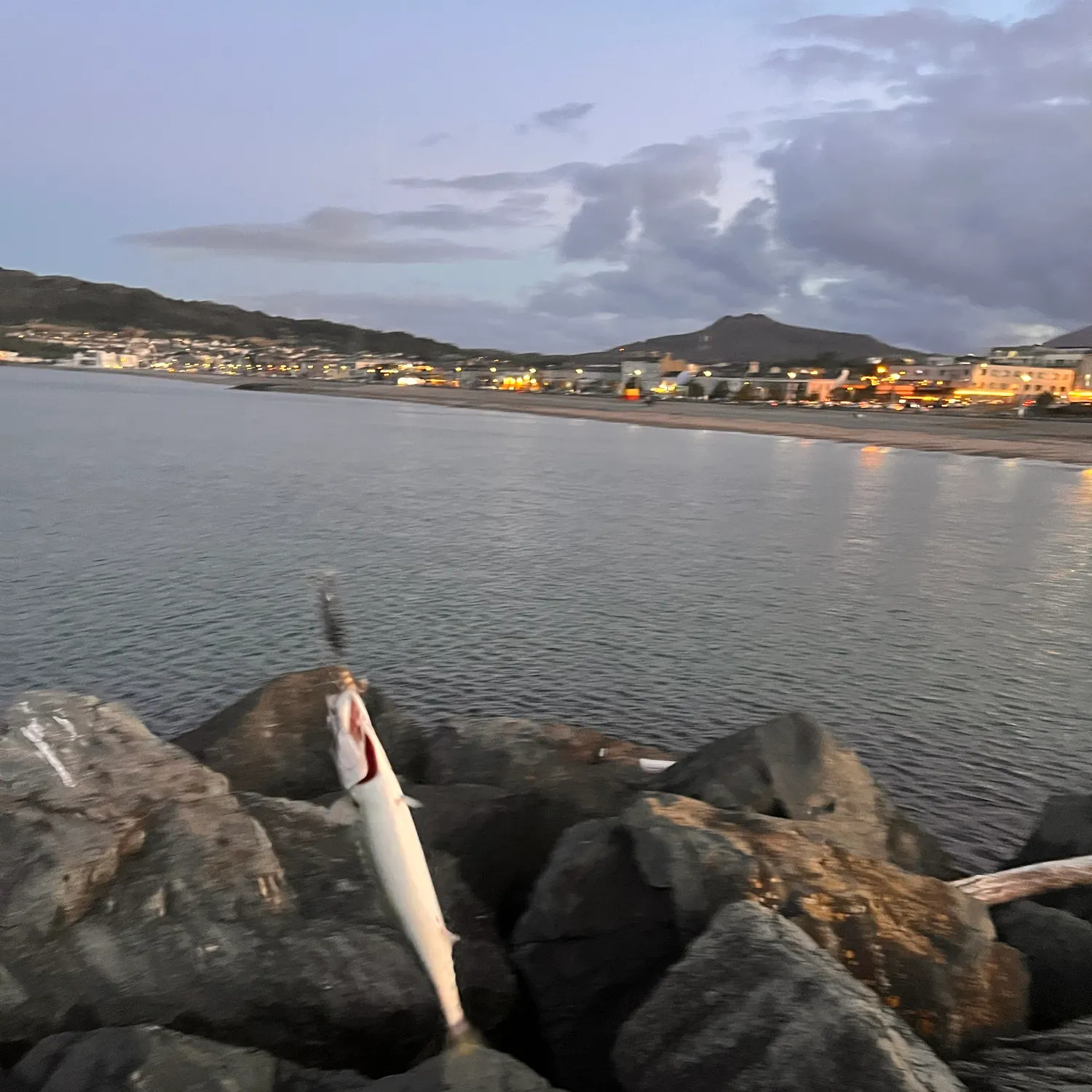 Atlantic mackerel caught on Fishbrain