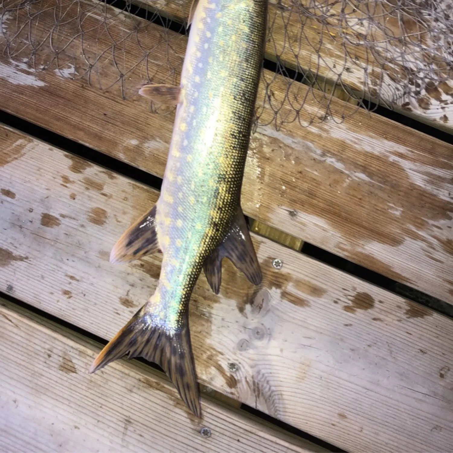angler catch