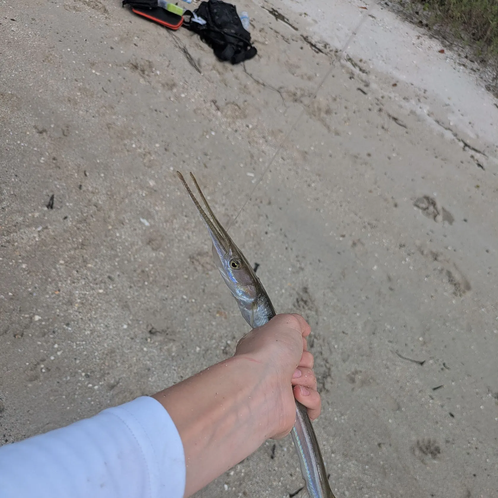 Atlantic needlefish caught on Fishbrain