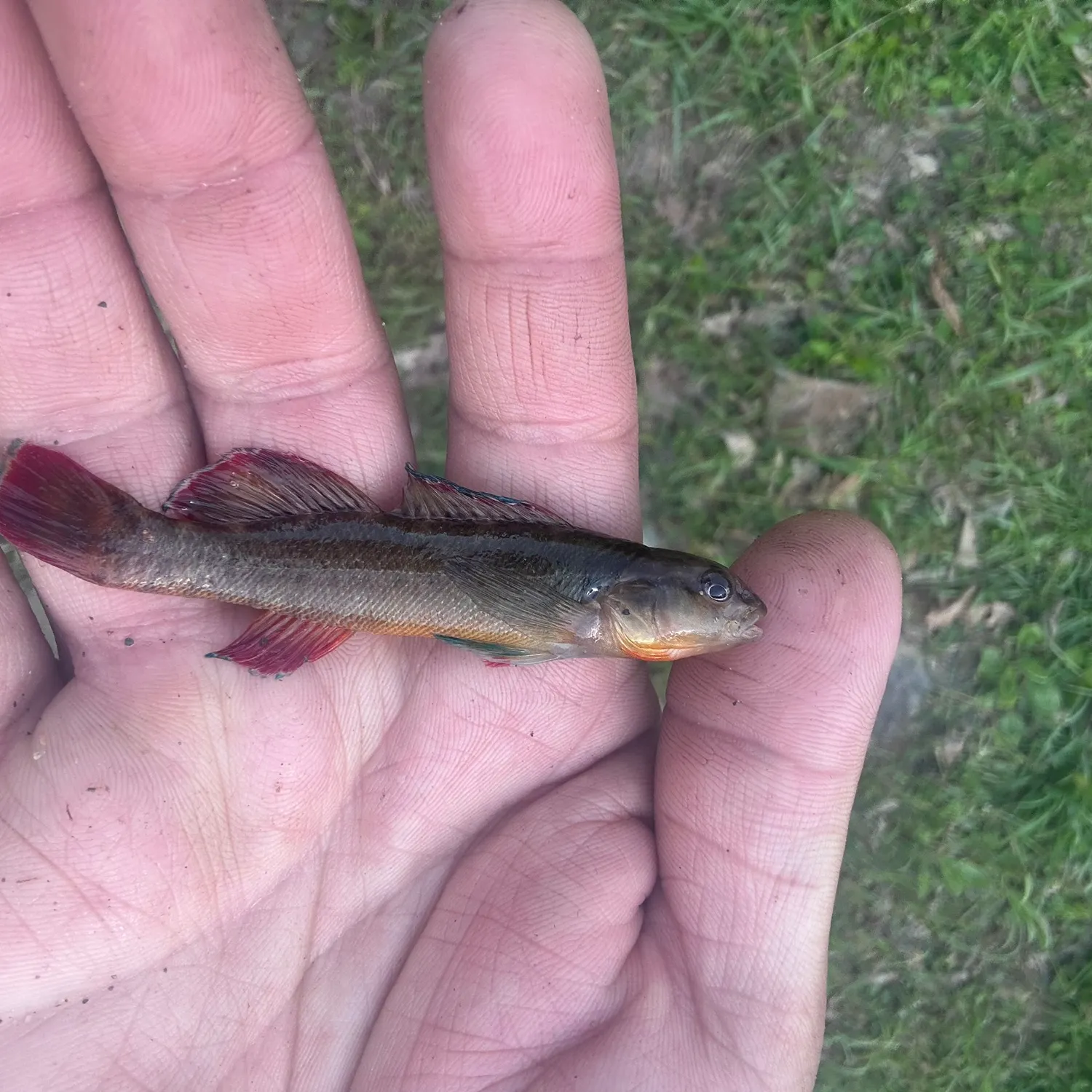 The most recent Orangebelly darter catches on Fishbrain