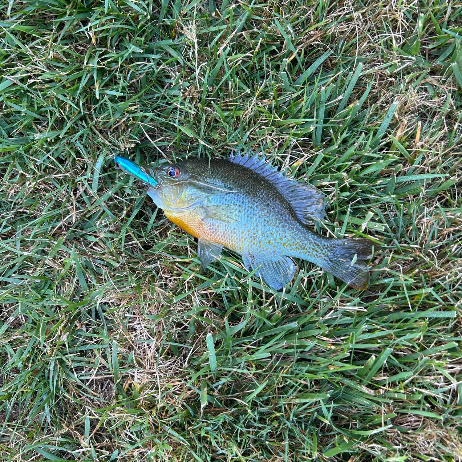 Redbreast sunfish caught on Fishbrain