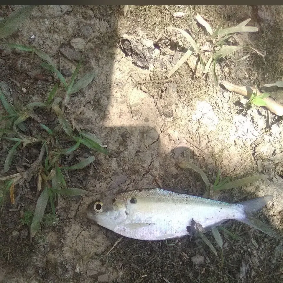 The most recent Threadfin shad catches on Fishbrain