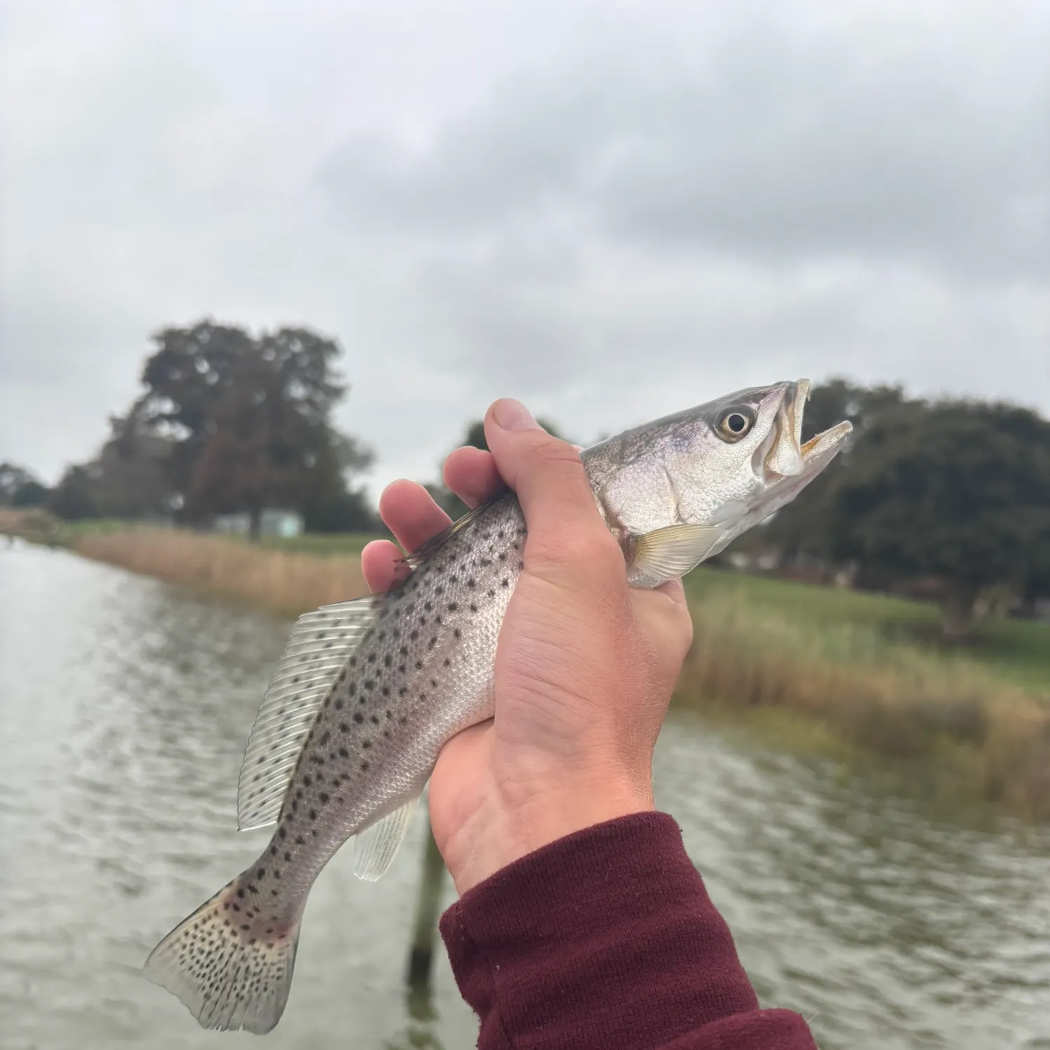 Spotted seatrout caught on Fishbrain