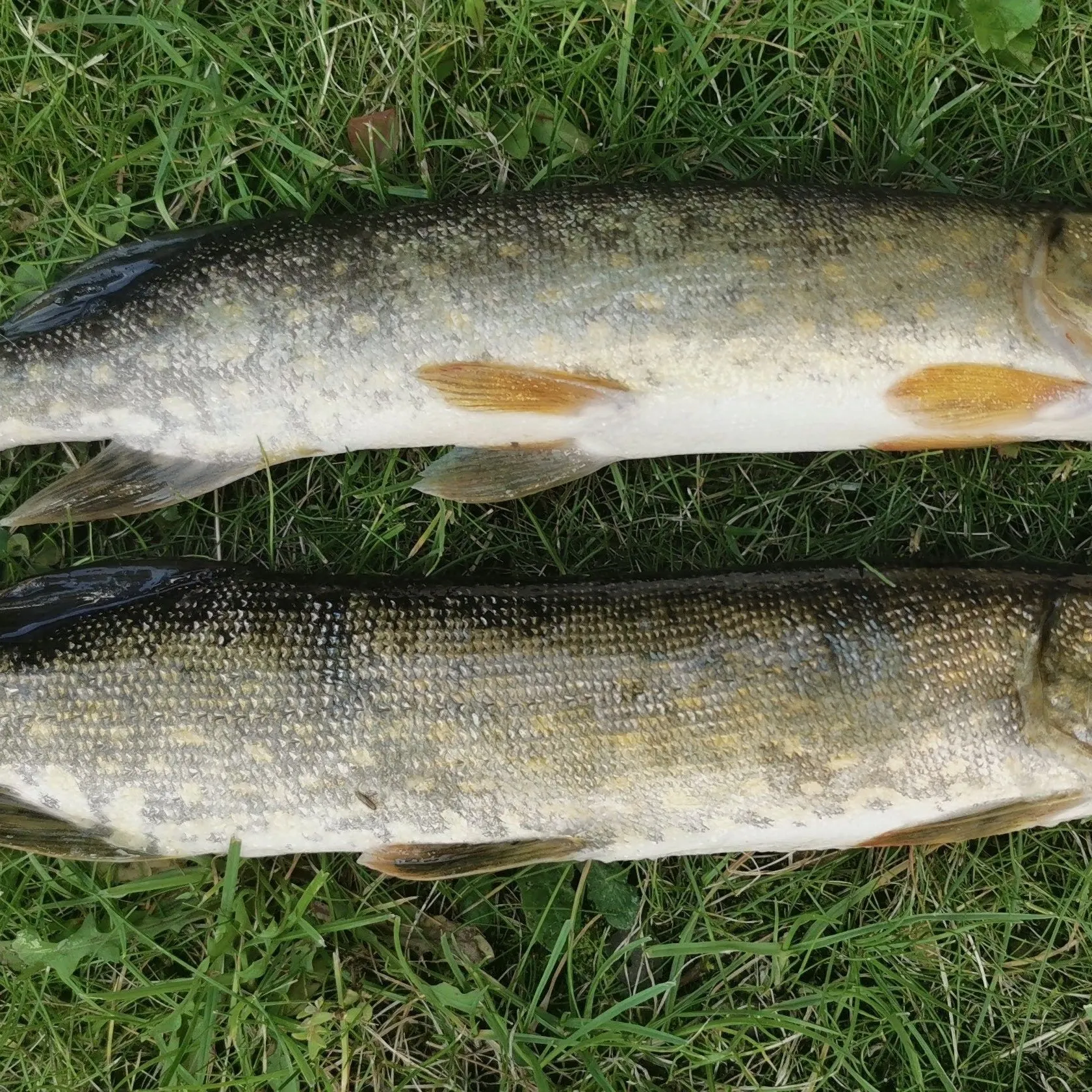 Northern pike caught on Fishbrain