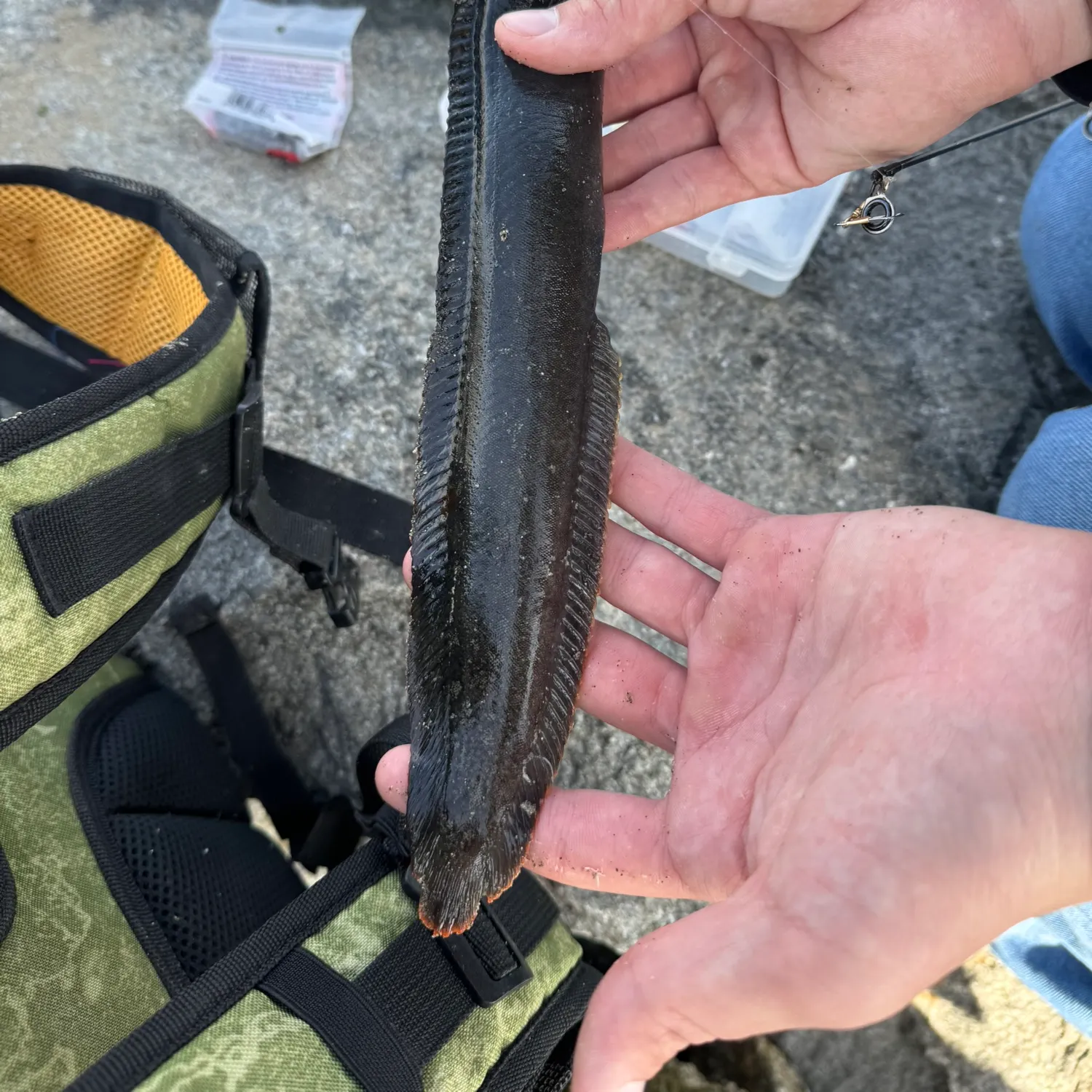 The most recent Monkeyface prickleback catches on Fishbrain