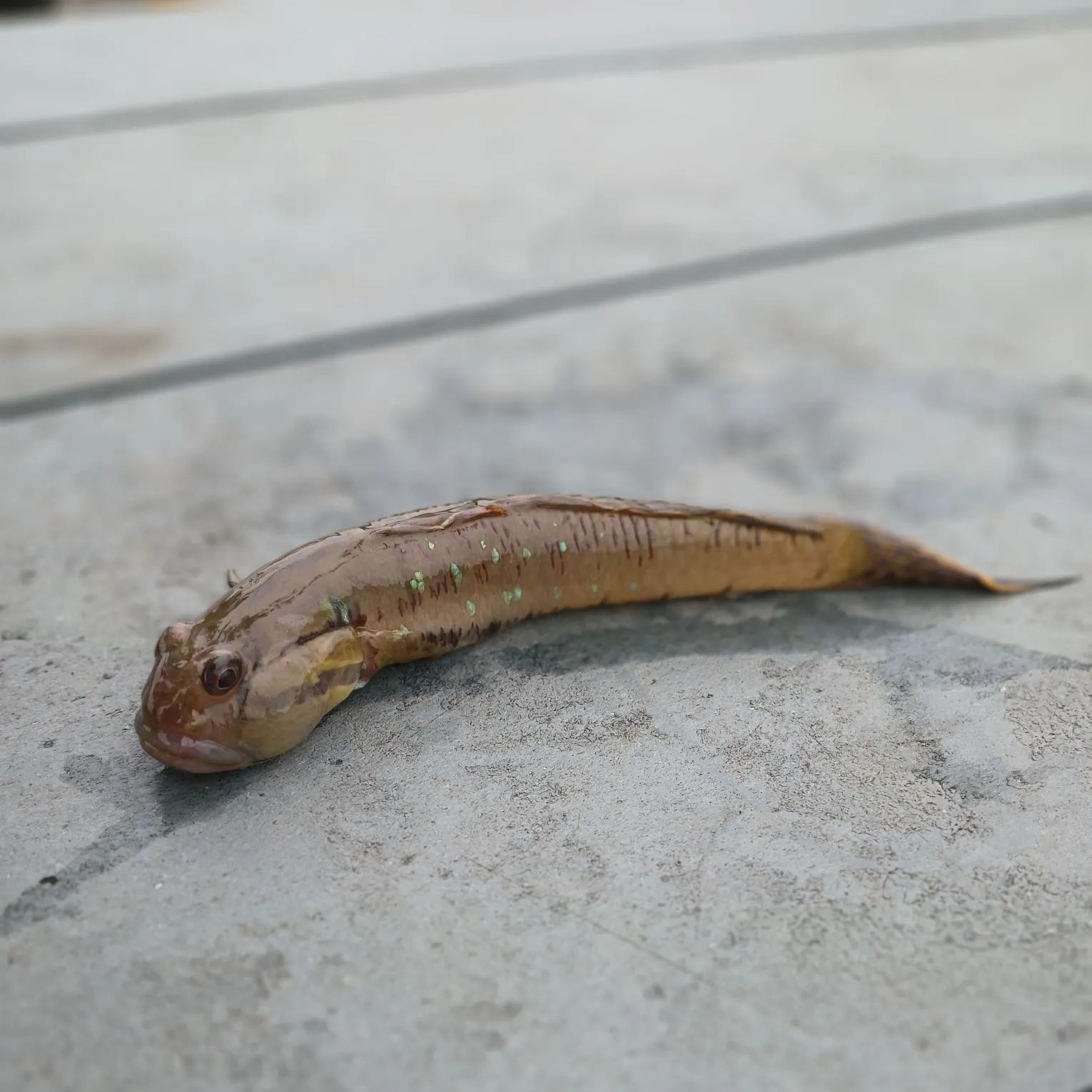 The most recent Yellowfin goby catches on Fishbrain