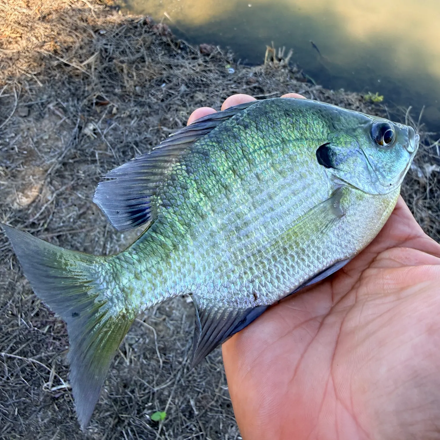 Bluegill caught on Fishbrain