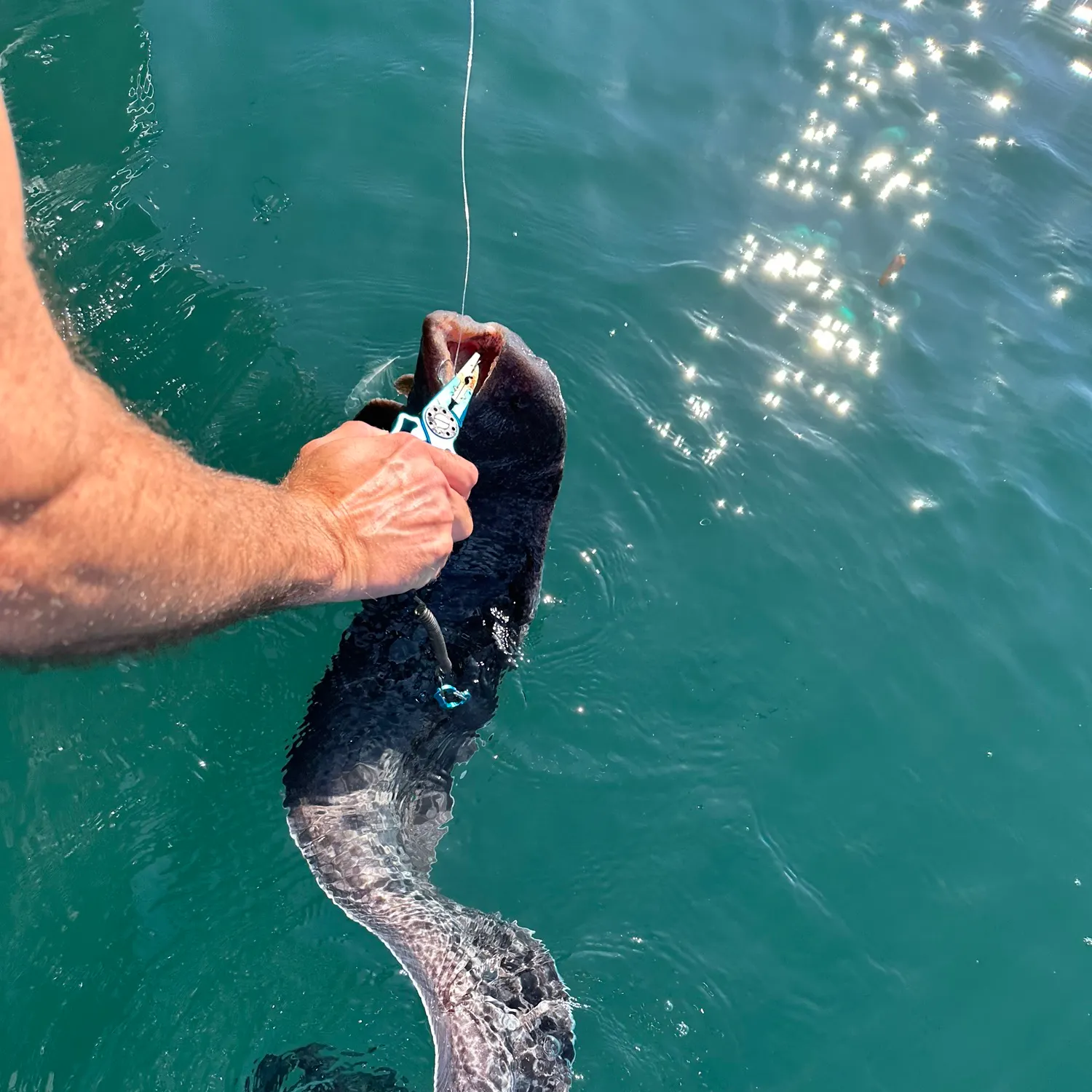 The most recent Wolf-eel catches on Fishbrain