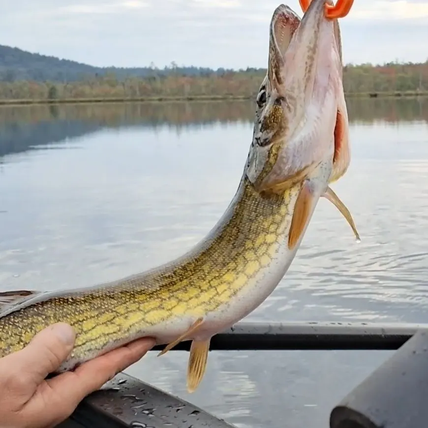 Chain pickerel caught on Fishbrain